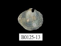 藏品(銀蛤)的圖片